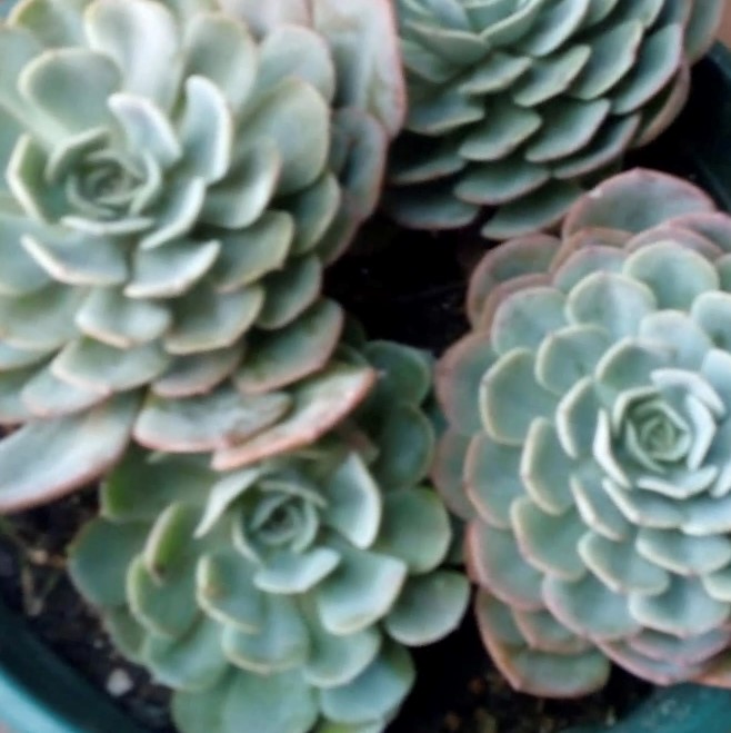 Echeveria Elegans